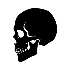 Skull side view with transparent background