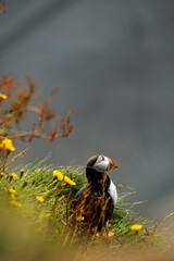 Atlantic Puffins on Icelandic Cliffs