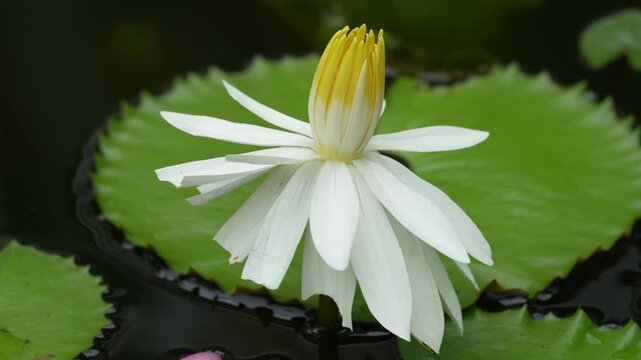 nymphaea lotus also known as the egyptian white water lily is an aquatic plant admired for its striking white blooms and cultural significance