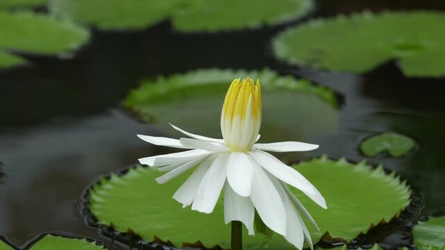nymphaea lotus also known as the egyptian white water lily is an aquatic plant admired for its striking white blooms and cultural significance