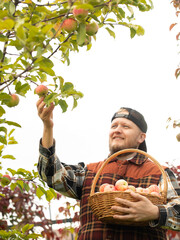 gardener picking apples from tree, autumn apple harvest, red ripe apples