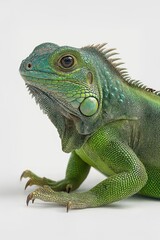 Obraz premium Green iguana posing on white background: reptile showing spikes and claws