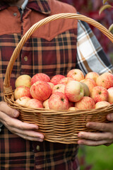 wicker basket with apples in male hands, autumn apple harvest
