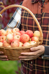 wicker basket with apples in male hands, autumn apple harvest