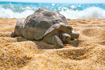 Tortue des Seychelles de face en gros plan	