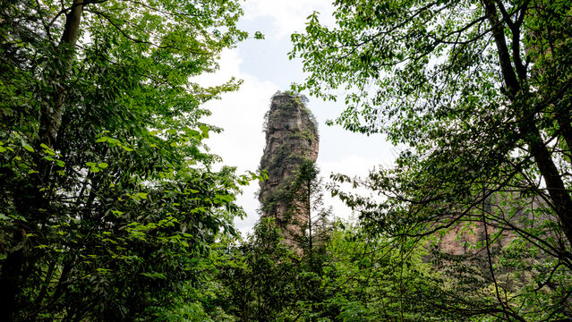 Hallelujah Mountain through lush vegetation in Zhangjiajie