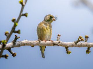 枝にとまるカワラヒワ