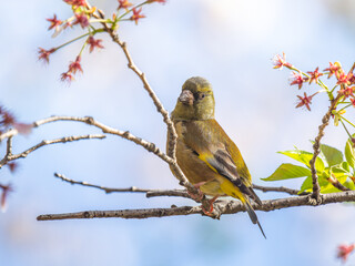 枝にとまるカワラヒワ