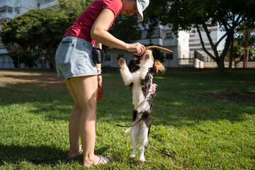 Woman training dog in sunny park setting