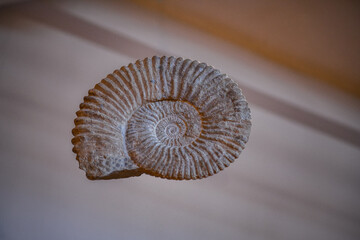 Detailed nautilus fossil 