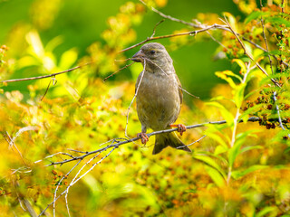 枝にとまるカワラヒワ