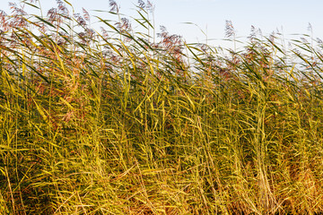 A natural reed in the rays of the setting sun. Background image, selective focus.