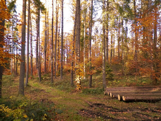 Obraz premium Deep autumnal forest in Northern Poland.