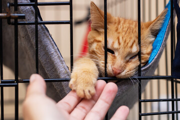 A person is gently petting an orange cat that is inside a cage
