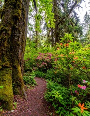 Obraz premium Lush forest path, vibrant flowers