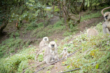 Semnopithecus dussumieri Troop in Natural Habitat