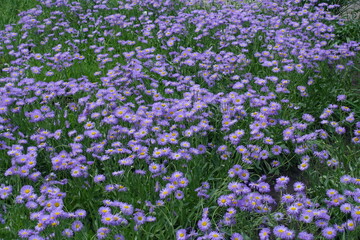 Fototapeta premium Multitudinous purple flowers of Erigeron speciosus in mid June