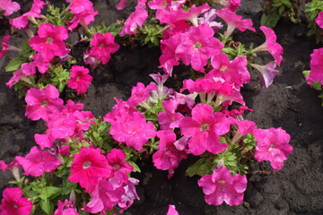 Multiple vibrant pink flowers of petunias in July