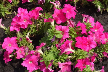 Not a few vibrant pink flowers of petunias in July