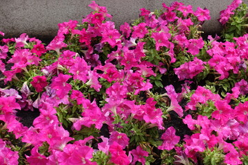 Numerous vibrant pink flowers of petunias in July