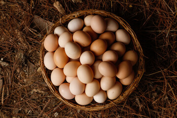 Fresh Free-Range Farm Eggs in Wicker Basket on Straw - Organic Agriculture and Sustainable Farming Concept
