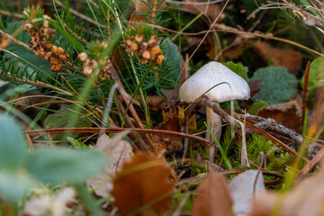 Poisonous Inocybe geophylla mushroom on forest floor with autumn moss and leaves