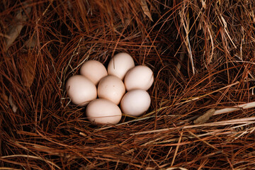 Fresh Free-Range Eggs in Natural Straw Nest from Organic Farm