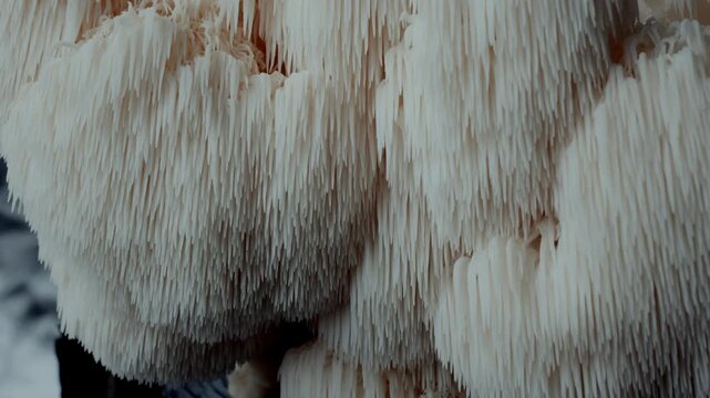 Downward motion captures Lion&rsquo;s Mane mushroom in pure white close-up. Its spiny surface flows in textured layers, showcasing edible fungi beauty, natural growth, and scientific forms in slow motion.