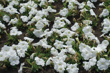 Plenitude of white flowers of petunias in June