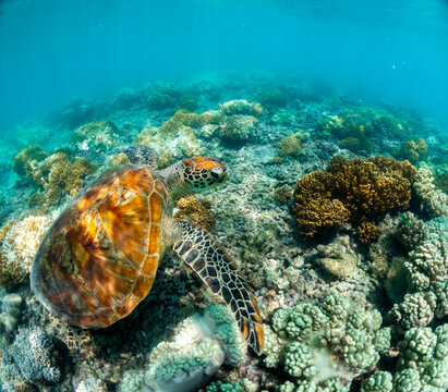 Sea turtle gliding over vibrant coral reef in Cairns