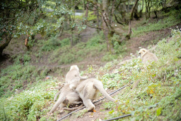Group of Gray Langur Monkeys Resting Together
