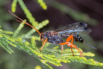 Macro of Parasitic Wasp Perched on Plant