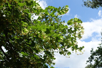 Many flowers of linden tree against the sky in mid June