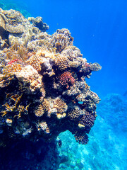Vertical reef wall in Red sea Egypt with lobed coral Porites, brain coral Diploria, staghorn coral © valiantsin
