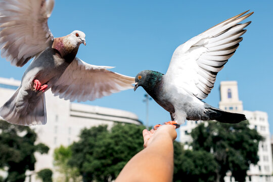 Doves interacting with person in urban street setting