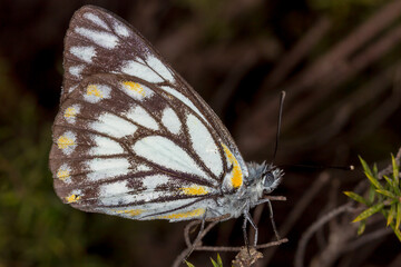 Obraz premium Close Up of Caper White Butterfly on Twig