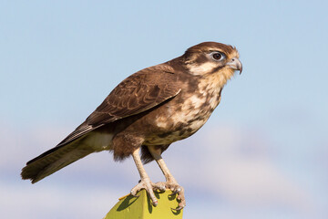 Brown Falcon Perched on Post Against Blue Sky
