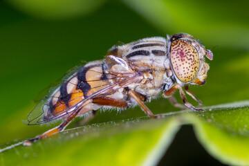 Close Up of Hoverfly Showing Orange and Black Abdomen