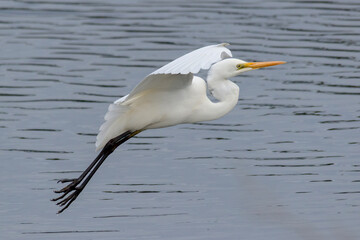 White Egret in Flight with Wings Arched