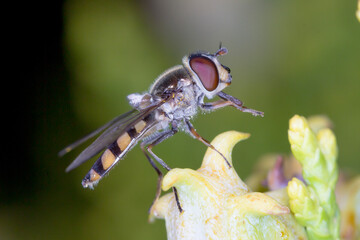 Common Halfband Hoverfly on Flower - Macro Photography