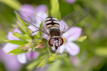 Close Up of Hoverfly Resting on Blossom