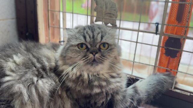 A long-haired silver cat is sitting and looking out the door.