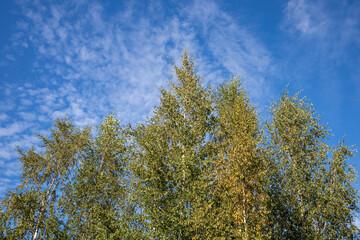 altocumulus clouds with birch tree tops at late summer sunny day