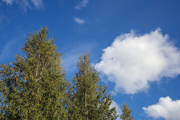 cumulus clouds with birch tree tops at late summer sunny day