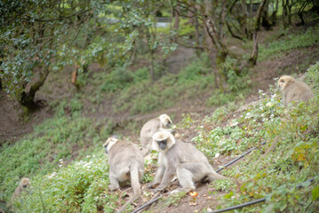 Wildlife Photography of Langur Monkey Family