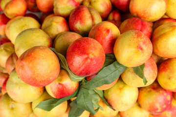 Fresh Yellow and Red Nectarines Stacked with Leaves - Chinese Stone Fruit Harvest
