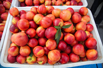 Fresh Red Yellow Nectarines Dalian Shanxi China Orchard Production Harvest Market Crates