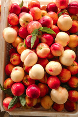 Fresh Nectarines from Dalian Shanxi Orchard - Yellow and Red Flesh Stone Fruit Harvest in Wooden Crate