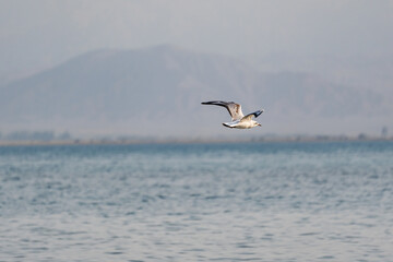 A black-headed gull, or common gull, or river gull (Chroicocephalus ridibundus) in flight over the wavy shiny surface of the water against the background of mountains, side view.