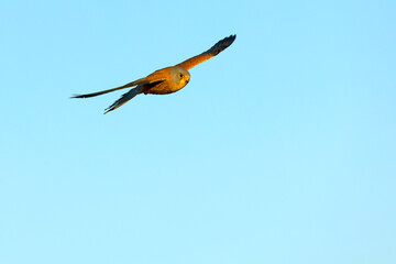 Lesser kestrel in flight on a very clear spring day